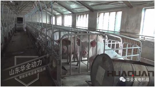 養豬發了家，卻把全村搞臭了！沒想到“它”能一箭雙雕（華全整理）